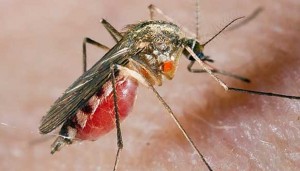 Билките на помощ при малария 