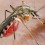 Червен кантарион и седефче при треска и малария