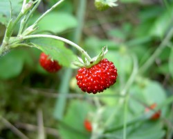 Лечение с корени и листа на дива ягода