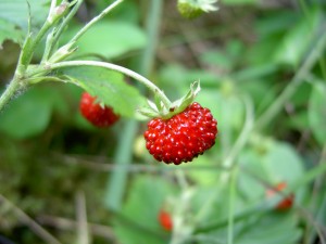 Лечение с корените, листата и плодовете от дива ягода 