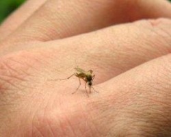 Домашен биорепелент против комари